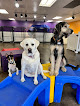 Pet boarding services Rose City Dogs- Broadway in Portland in Oregon