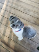 Pet boarding services Rosie’s Pet Resort in Ward in Arkansas