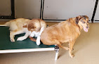 Pet boarding services Roverwood Ranch in Leavenworth in KS