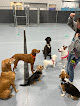 Pet boarding services Rowdy Ruff House in Maumelle in Arkansas
