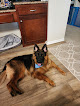 Pet boarding services Royal K9 Kennel in Wall in SD
