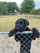 Pet boarding services Royal Palm Pet Resort in Clermont in FL