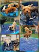 Pet boarding services Royal Treatment: Pet Manor & Grooming Spa in Baton Rouge in Louisiana