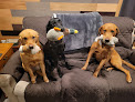 Pet boarding services Royalty British Kennels in Milaca in MN