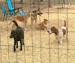 Pet boarding services Ruby's K-9 Corral in Blanchard in OK