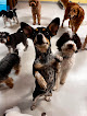 Pet boarding services Ruff Club Dog Daycare & Grooming in New York in Manhattan