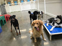 Pet boarding services Ruff House Pet Resort in Riverside in CA