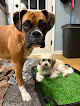 Pet boarding services Ruff Ranch Kc in Shawnee in KS
