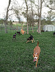 Pet boarding services Ruff Ranch Pet Boarding in Buda in TX
