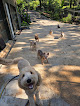 Pet boarding services Ruff Ruff Dog Boarding Service in Buford in GA