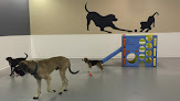 Pet boarding services Ruffin It Doggie Daycare in Florence in Kentucky