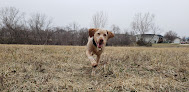 Pet boarding services Rufnit Kennels, Llc in Lincoln in Lincoln