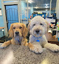 Pet boarding services Ryker Dog Training in Fresno in CA