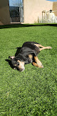 Pet boarding services Sabino Canyon Pet Resort in Tucson in Arizona