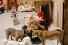 Pet boarding services Safe Haven Pet Resort in Rapid City in SD