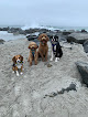 Pet boarding services Salty Paws - Daycare & Adventures For Your Dog in Hampton in New Hampshire