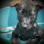 Pet boarding services Sam I Am Boarding, Grooming, & Training in Muncie in Indiana