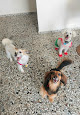 Pet boarding services Sama's Boarding For Dogs in Patillas in Puerto Rico