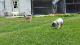 Pet boarding services Sam's Kamp K-9 in Youngsville in Louisiana