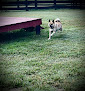 Pet boarding services Sandy Creek Pet Resort in James Store in King and Queen