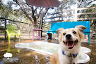 Pet boarding services Sandy Oaks Kennel, Daycare And Spaw in Rockport in Aransas