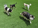 Pet boarding services Sandy Paws Resort in Freeport in Walton
