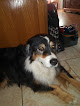 Pet boarding services Sandyland Kennels in Tulare in California