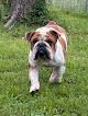 Pet boarding services Sarah's Loyal Friends in Prairieville in Louisiana