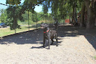 Pet boarding services Sauvie Island Kennel in Portland in Oregon