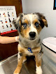 Pet boarding services Schillinger Road Heart Of Dixie Veterinary Clinic in Semmes in Alabama