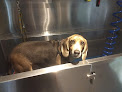 Pet boarding services Scrub A Pup Inc in Warwick in RI