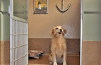 Pet boarding services Second Home Pet Resort in Phoenix in Arizona