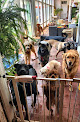 Pet boarding services Serenity Dog Retreat in Newnan in Georgia