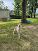 Pet boarding services Serenity Pet Sitting & Boarding in Sour Lake in Hardin