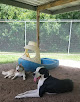 Pet boarding services Shady Pines Kennels in Savannah in Chatham