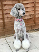 Pet boarding services Shampoodles Grooming Salon Spa in Winchester in Kentucky