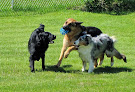Pet boarding services Shangri-la Kennels in Auburn in Androscoggin