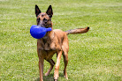 Pet boarding services Shenandoah Valley Boarding & Training in Strasburg in Shenandoah