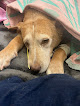 Pet boarding services Sherwood South Animal Hospital & Emergency Center in Baton Rouge in Louisiana