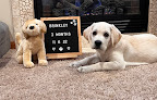 Pet boarding services Siess Ranch in Seneca in Kansas