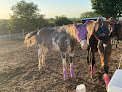Pet boarding services Silver Creek Stables in Kennard in Nebraska