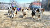 Pet boarding services Silver Maple Pet Center in Des Peres in St. Louis