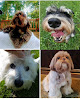 Pet boarding services Silver Spring Small Dog Boarding in Silver Spring in Maryland