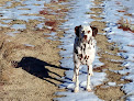 Pet boarding services Sisk Veterinary Hospital in Salida in CA