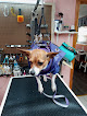 Pet boarding services Sissy's Staynplay & Spa in Rumford in Maine