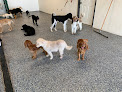Pet boarding services Sit & Stay Pet Resort in De Pere in Wisconsin