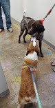 Pet boarding services Sit, Stay & Play in Monroe in Louisiana