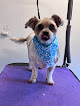 Pet boarding services Sit-stay-play In-home Pet Sitting & More.inc in Muncie in Indiana