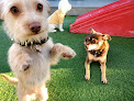 Pet boarding services Sitting Pretty Dog Resort in Torrance in California