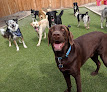 Pet boarding services Skyhi Kennel in Helena in MT
